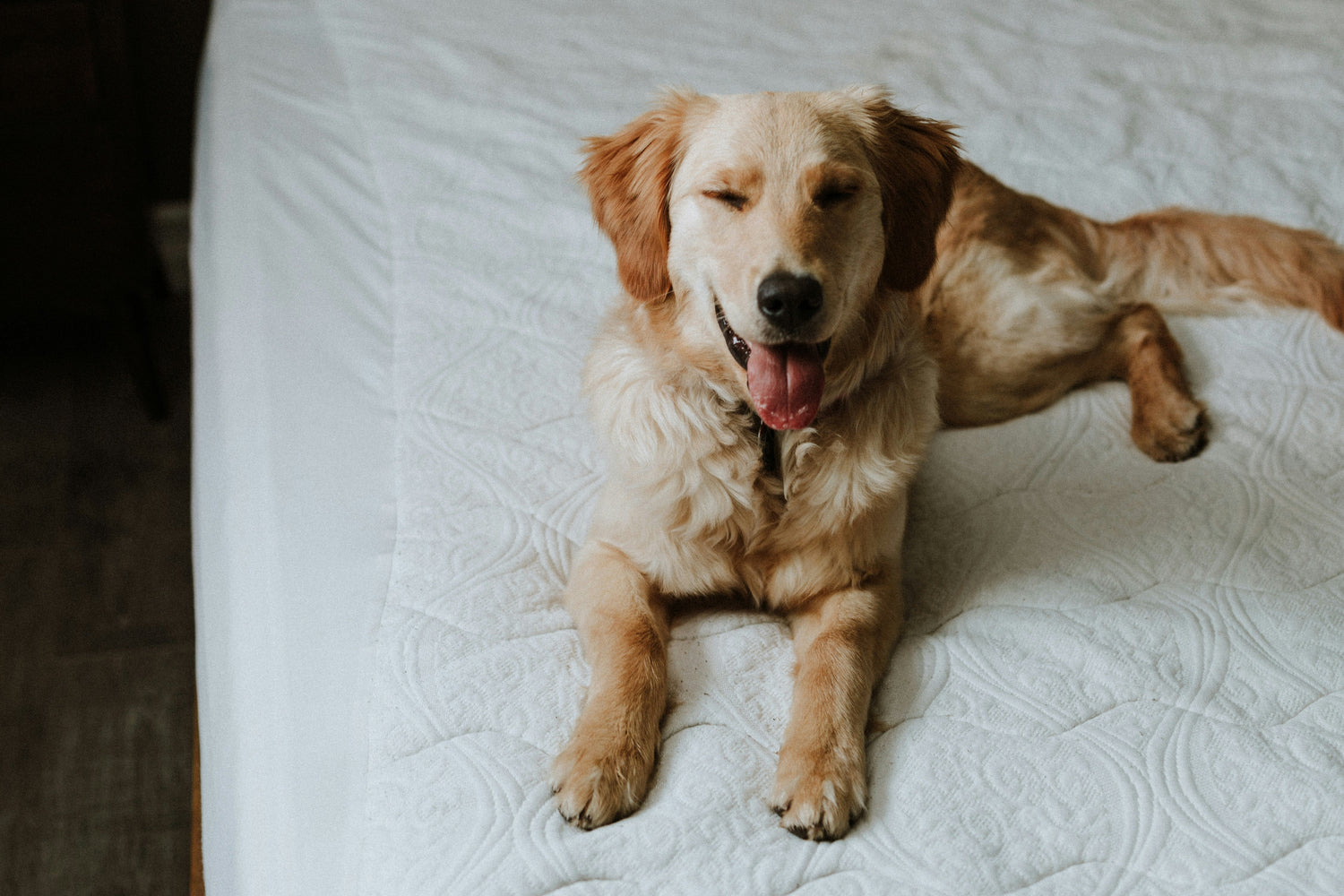 Dog Essentials Collection
